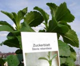 „Zuckerblatt“ Stevia