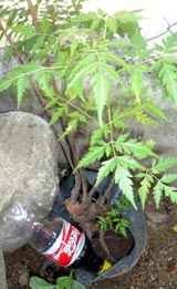 Selbst Pflanzen sind süchtig