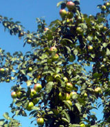 Schmeckt gut – tut gut: Äpfel von Streuobstbäumen