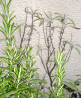 Winterhart: Rosmarin vor Salbei in meinem Garten