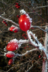 Wilde Vitamine: Hagebutte