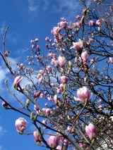 In voller Pracht: Magnolie