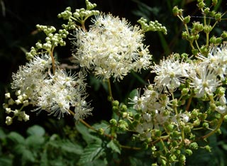 Eine Fülle von Heilpflanzen säumt den Weg, wie etwa das abgebildete Mädesüß, das leicht bitter schmeckt. Aus seinen Inhaltsstoffen wurde das Aspirin entwickelt, auch hilft es gegen Rheuma und beugt der grassierenden Übersäuerung vor. Insgesamt wachsen rund 700 Pflanzenarten in der Nähe des Sees, darunter viele gefährdete, weshalb Sie bitte nichts pflücken. Auch prächtig: Die wunderbaren Streuobstbäume mit ihren herrlichen Äpfeln.