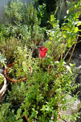 Mein kleiner grüner Garten