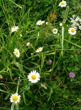 Je wilder, je intensiver