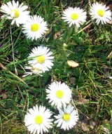 In der Humboldt-Suppe: Gänseblümchen