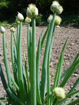 Selbstgegärtnert: Zwiebelröhren