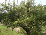 Ich hab noch einen Apfelbaum in Schopfheim, meiner Geburtsstadt