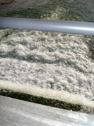 Im Sommer Paradies der Nackten: Isar beim Flaucher