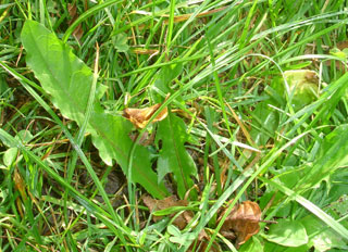 Kräutersammeln zum Schluß: Löwenzahnblätter